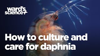 Caring and Culturing for Daphnia [upl. by Lempres]