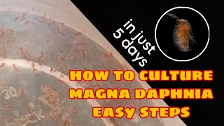 How to Culture Magna Daphnia Easily [upl. by Aelyak]