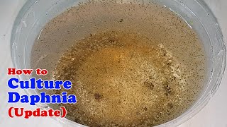 How to Culture Daphnia Update with ZERO Cost  Unlimited Live Food for Our Fish [upl. by Aimal522]