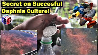 How to Culture Daphnia Successfully [upl. by Bo]