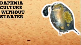 HOW TO CULTURE DAPHNIA NATURALLY WITHOUT A STARTER [upl. by Davis]