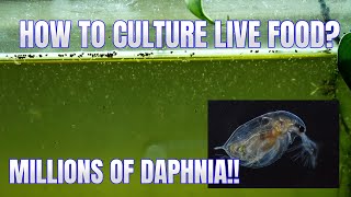 How to Culture Daphnia Secret Method to Breed MILLIONS  Simply Aquatic [upl. by Anawat]