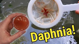 How I Culture Daphnia In Outdoor Tubs [upl. by Marybella]