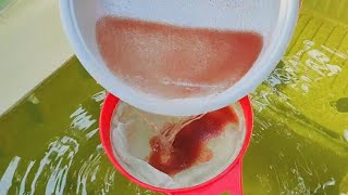 How to culture daphnia  Daphnia culture  How to grow daphnia outdoor [upl. by Hunfredo635]