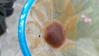 How to culture daphnia moina in a small container Part 1 English Subtitle [upl. by Ladnek]