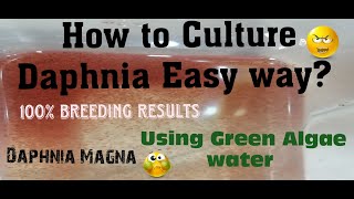 Daphnia MagnaHow to Culture Daphnia Easy wayCulturing Daphnia using Green water Daphnia [upl. by Kesley877]