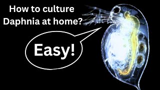 BEST Live Fish Food Beginner guide How to Culture Daphnia at home [upl. by Henebry695]