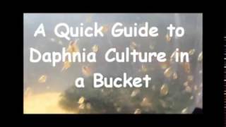 How to culture daphnia outside [upl. by Ahsetan]