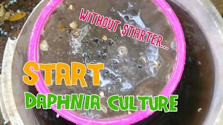 How to culture daphnia moina the easy way 1  Starting the Daphnia culture [upl. by Atinuj]