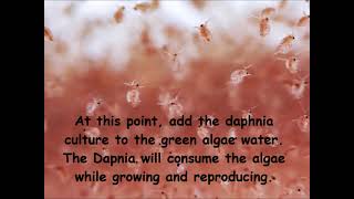 Daphnia  How to grow daphnia in your home [upl. by Amick236]