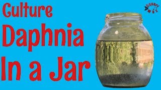 How to Culture Daphnia in a Jar [upl. by Ticknor]