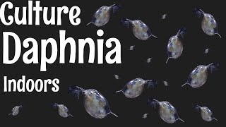 How to Culture Daphnia [upl. by Hulton]