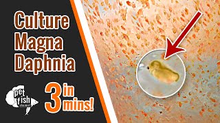 How to culture DAPHNIA MAGNA  The easy way [upl. by Lewes]