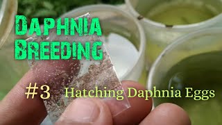 Daphnia Culture made simple and easy 3  Hatching Daphnia eggs [upl. by Akinam]