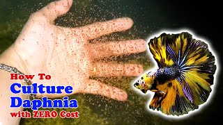 How to Culture Daphnia with ZERO Cost  Unlimited Live Food For Our Fish [upl. by Airotel]