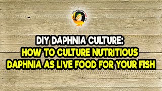 DIY Daphnia Culture How to Culture Nutritious Daphnia as Live Food for Your Fish [upl. by Anihsat]