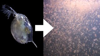 How I Culture Daphnia [upl. by Aselehc107]