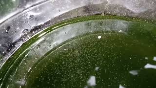 DAPHNIA MOINA CULTURE IN A SMALL BUCKET [upl. by Adnale966]