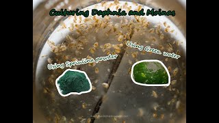 How To Culture Daphnia and Moinas using Green Water Spirulina powder [upl. by Dominick]