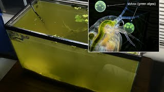 Raising Daphnia for the Freshwater Aquarium [upl. by Madea]