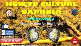 HOW TO CULTURE DAPHNIA In Easy Way [upl. by Rivkah711]